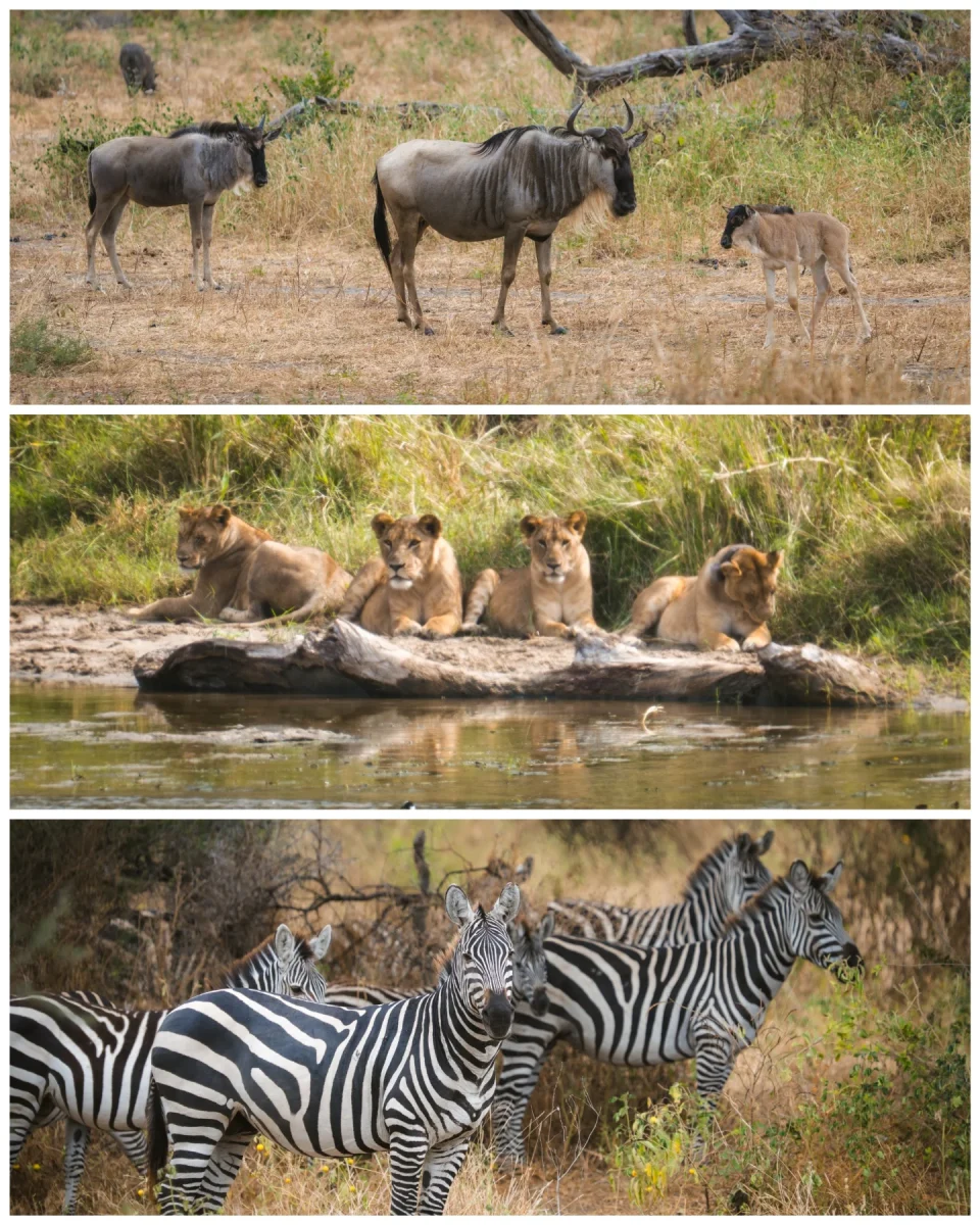 Tarangire National Park