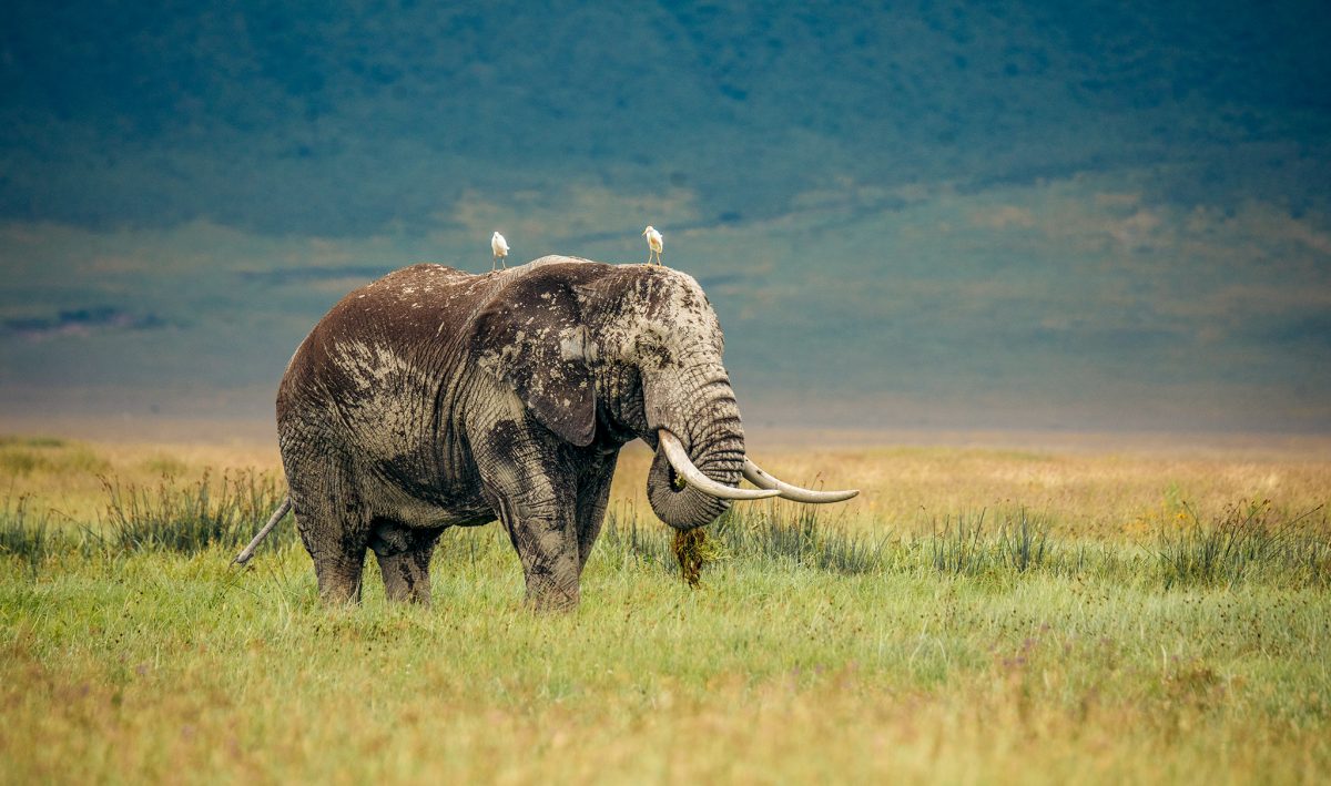 Ngorongoro Conservation Area