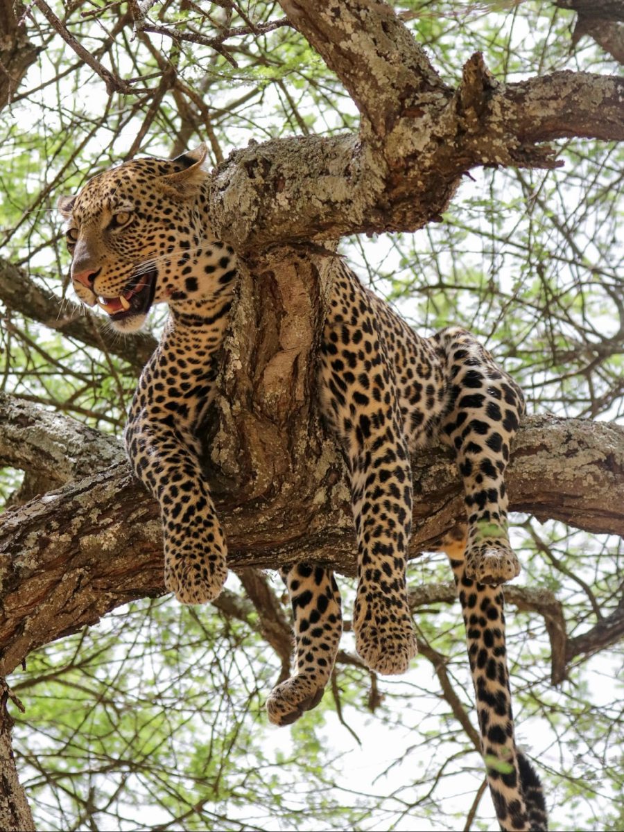 Tarangire National Park