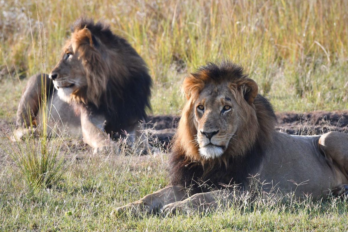 Ngorongoro Conservation Area