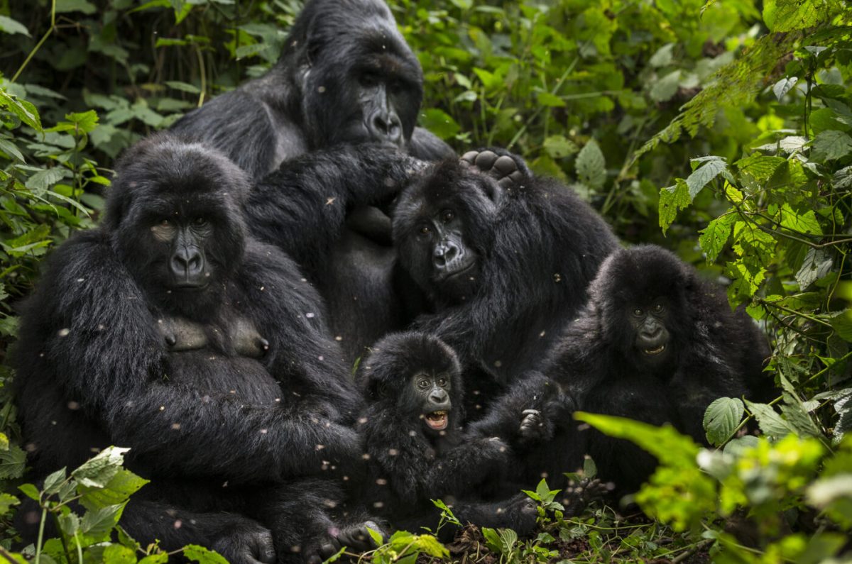 Virunga National Park