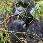 3-day budget gorilla trekking