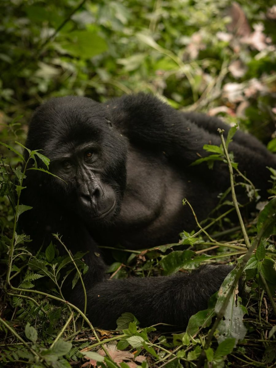 Kigali to Bwindi Crossing Guide