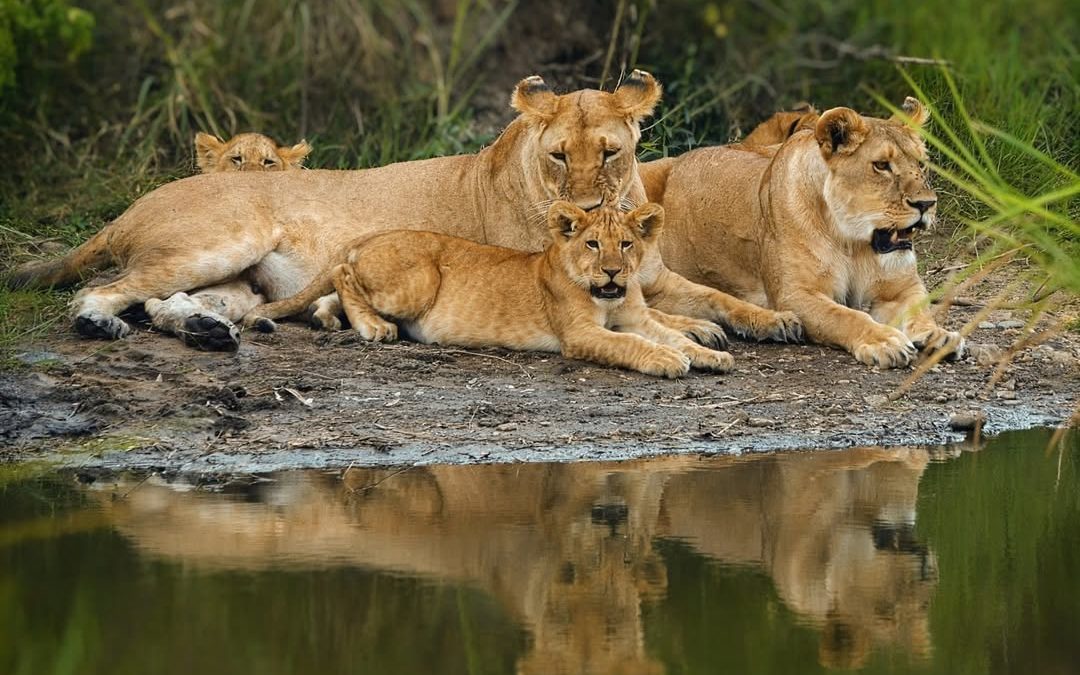 Gorilla trekking and Maasai Mara safari