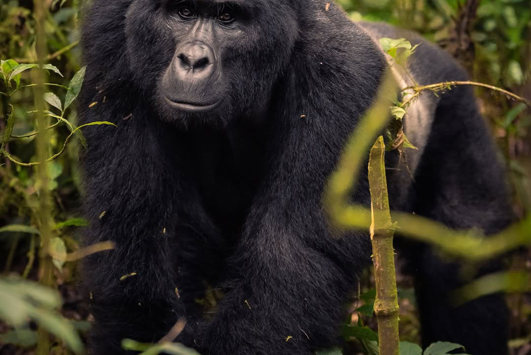 Bwindi Gorilla Trekking Accommodation Guide