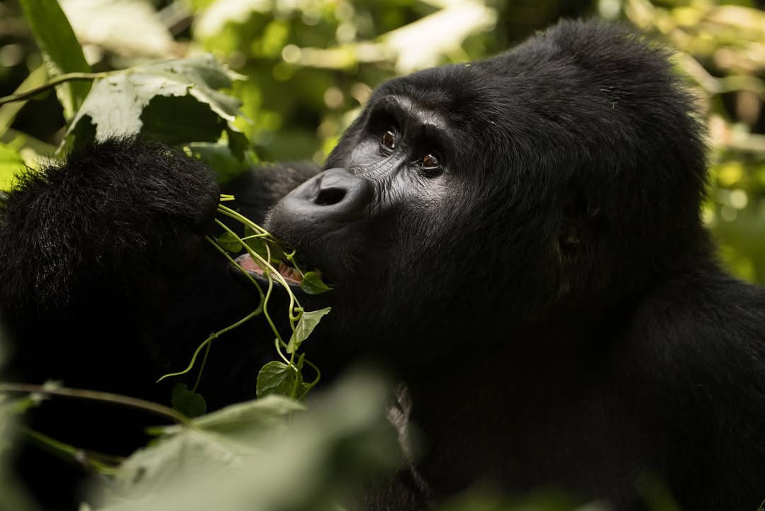 Rwanda Gorilla Trekking Accommodation