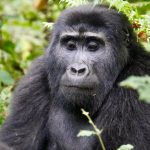 Where to Stay for Gorilla Trekking
