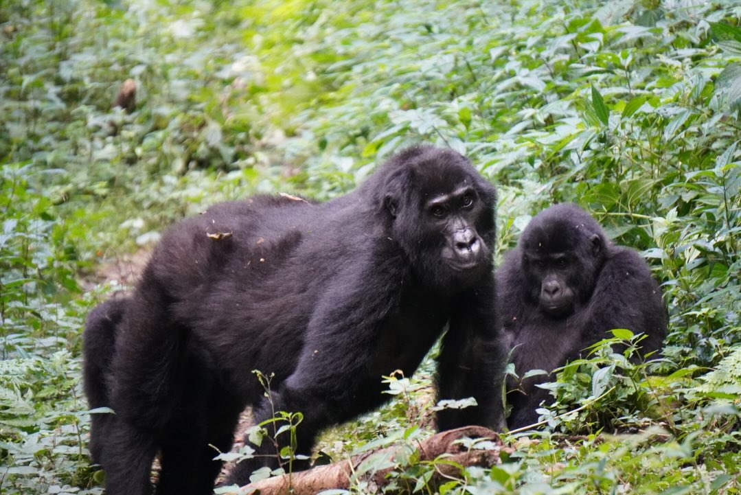 Where to stay for Gorilla Trekking