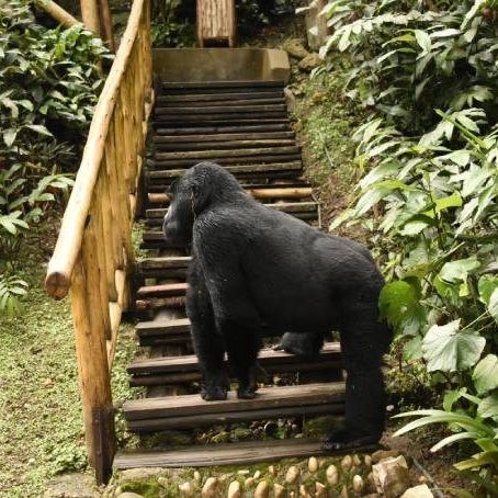 Gorillas visit bwindi lodge