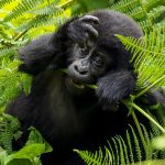 Where to Stay for Gorilla Trekking in Rwanda