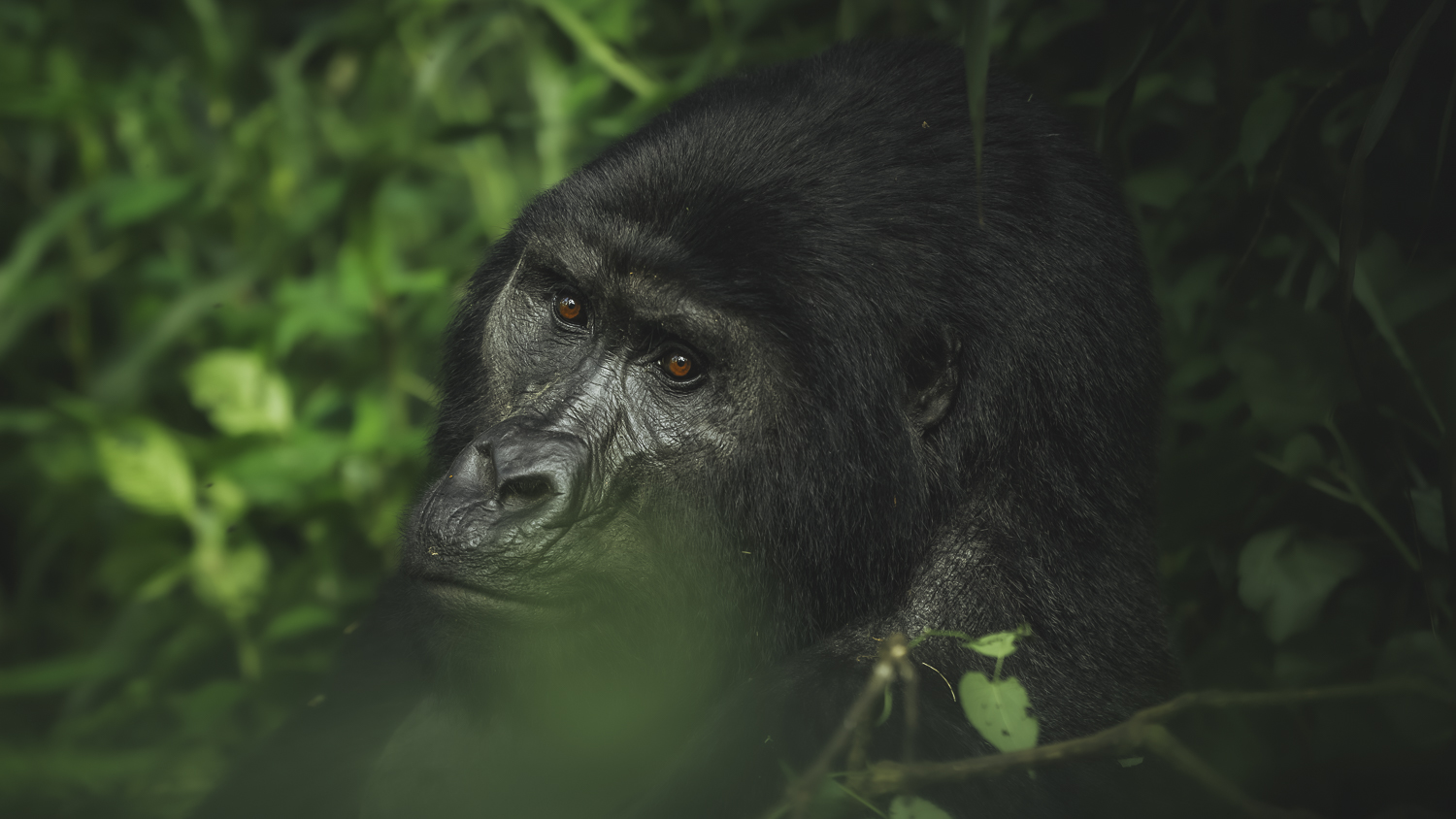 Gorilla and Maasai Mara safari