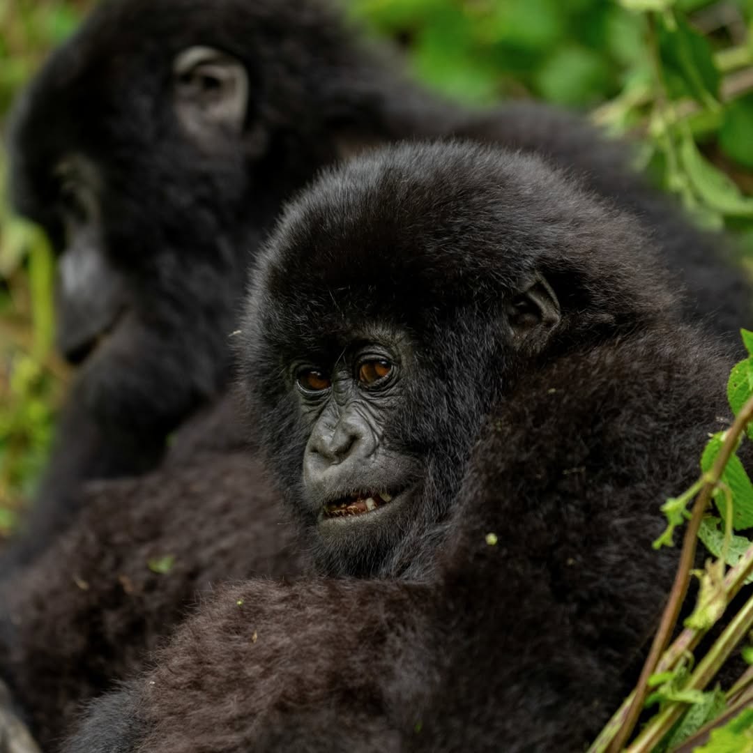 Uganda Gorilla Trekking Price
