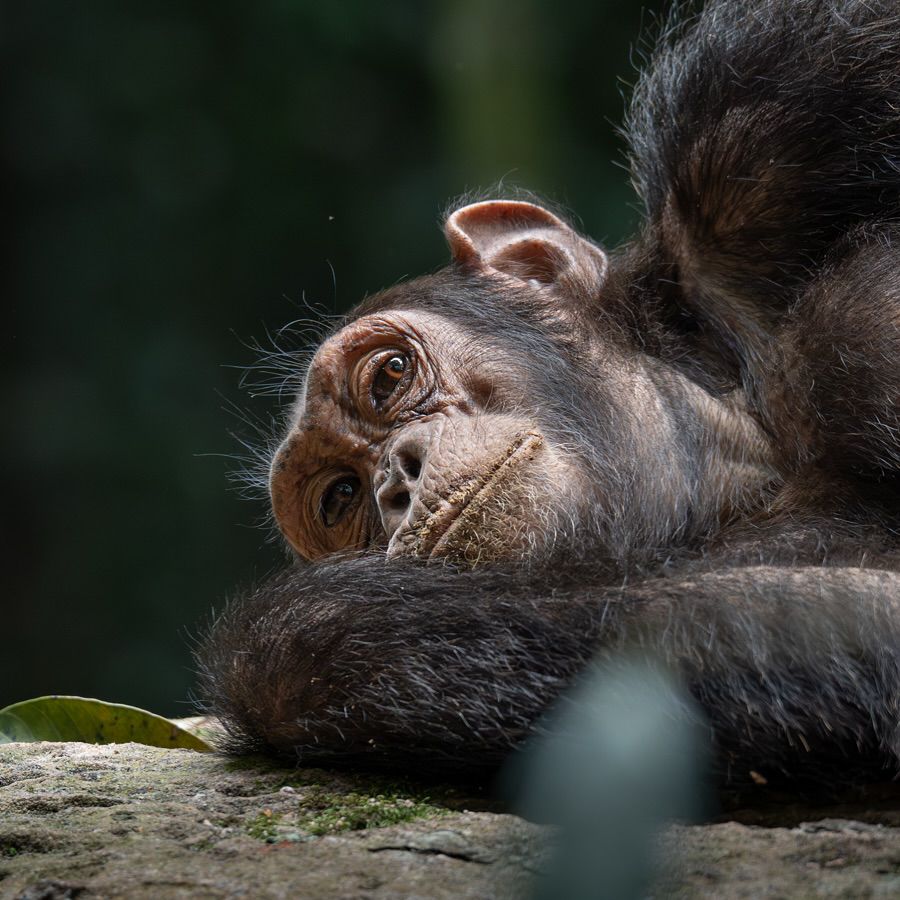 Uganda Gorilla Trekking Price