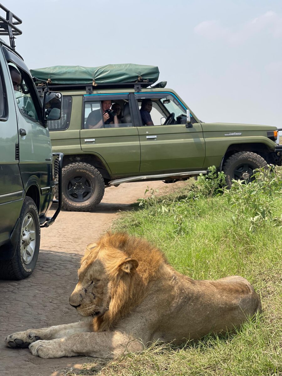 Lion tracking experience