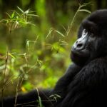 Uganda Gorilla Trekking Price