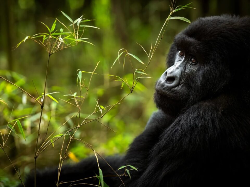 Uganda Gorilla Trekking Price