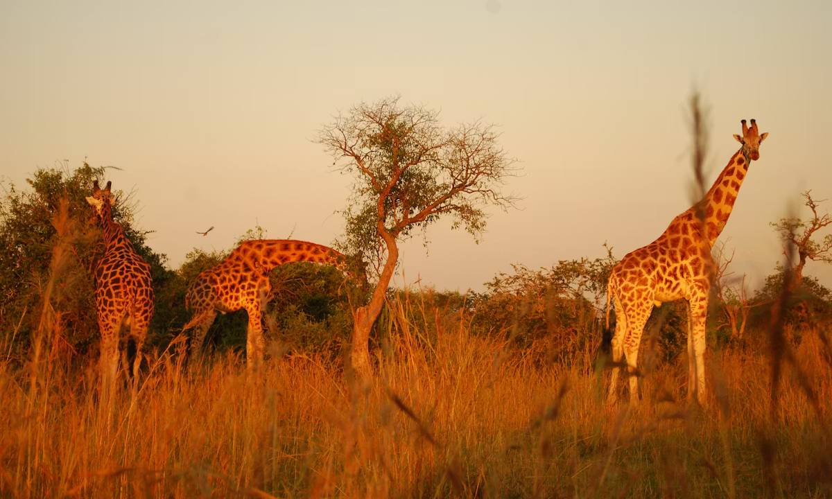 Uganda Tanzania Wildlife Adventure