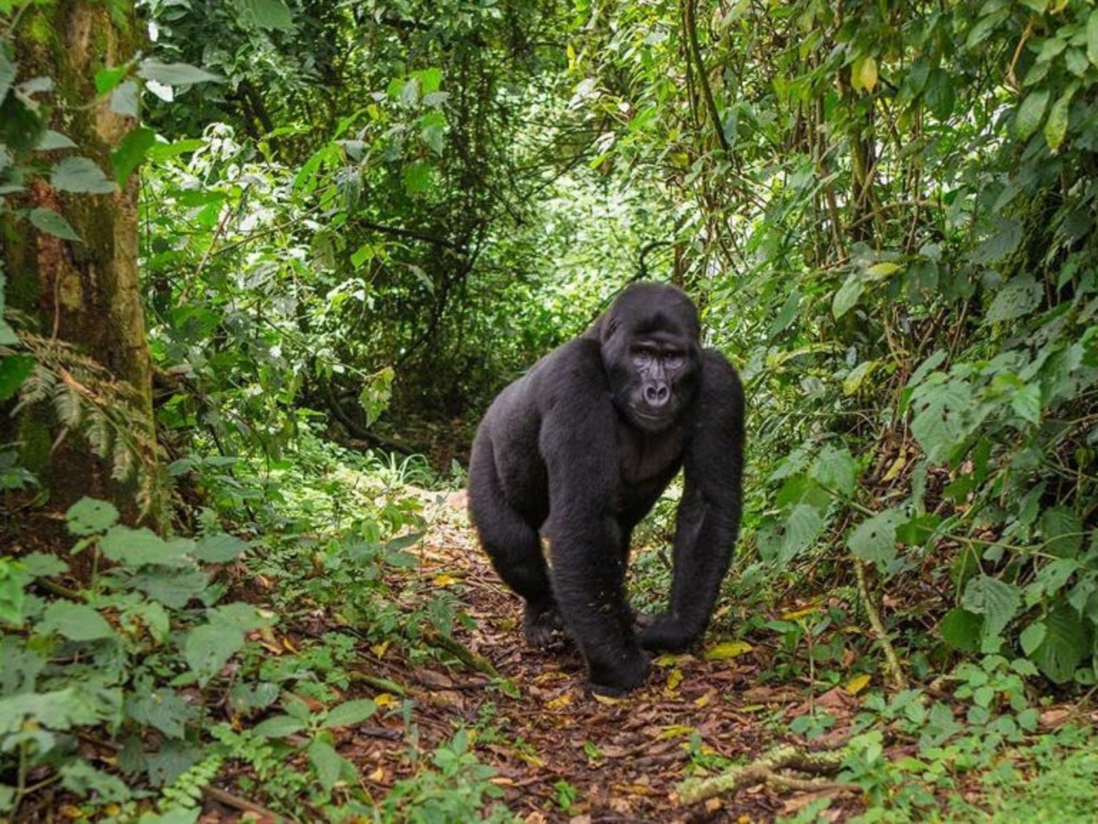 Uganda Rwanda Zanzibar Safari