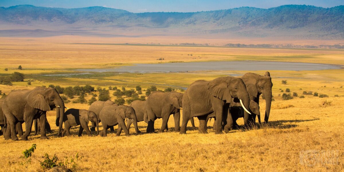 Uganda Tanzania Wildlife Adventure