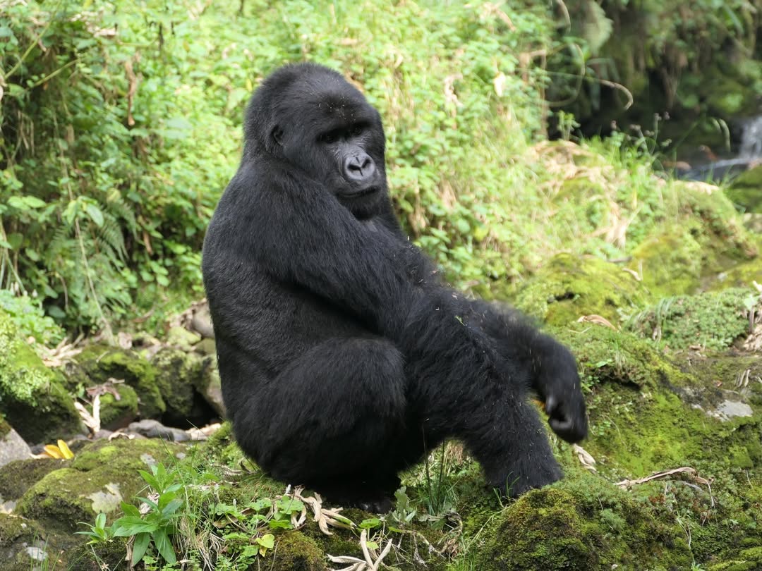 Low Season Gorilla Trekking Uganda