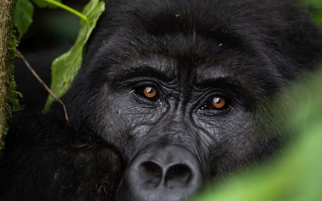 2 Days Discount Gorilla Trekking Tour