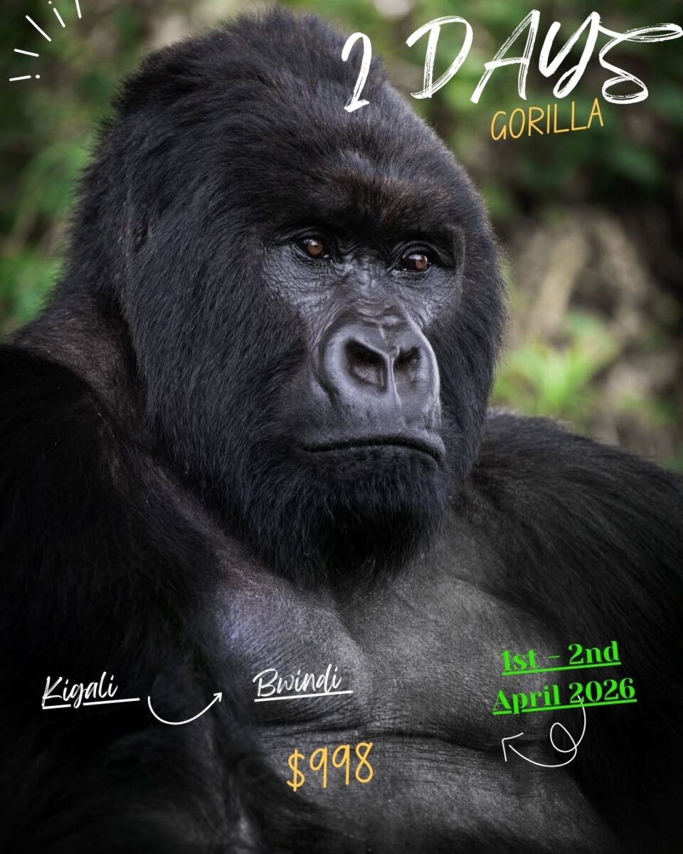 Group Gorilla Trekking Tour
