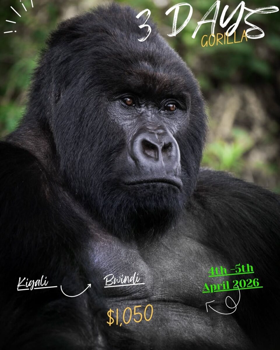 Group Gorilla Trekking
