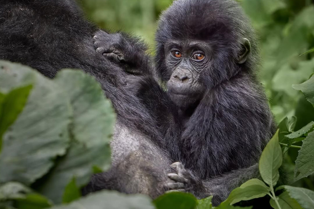 Clouds Mountain Gorilla Lodge