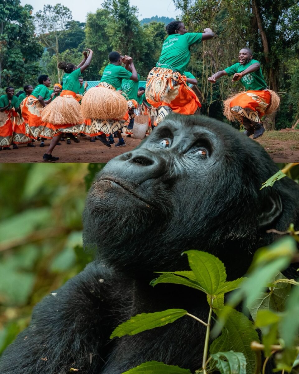 Gorilla trekking in Bwindi Impenetrable National Park