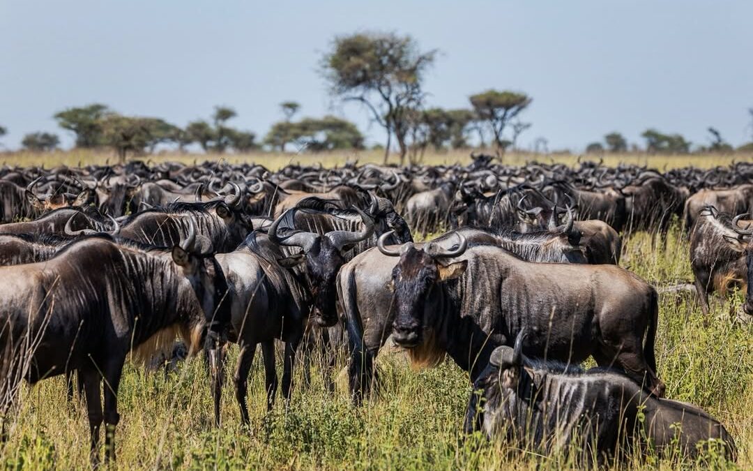gorilla trekking and wildebeest migration