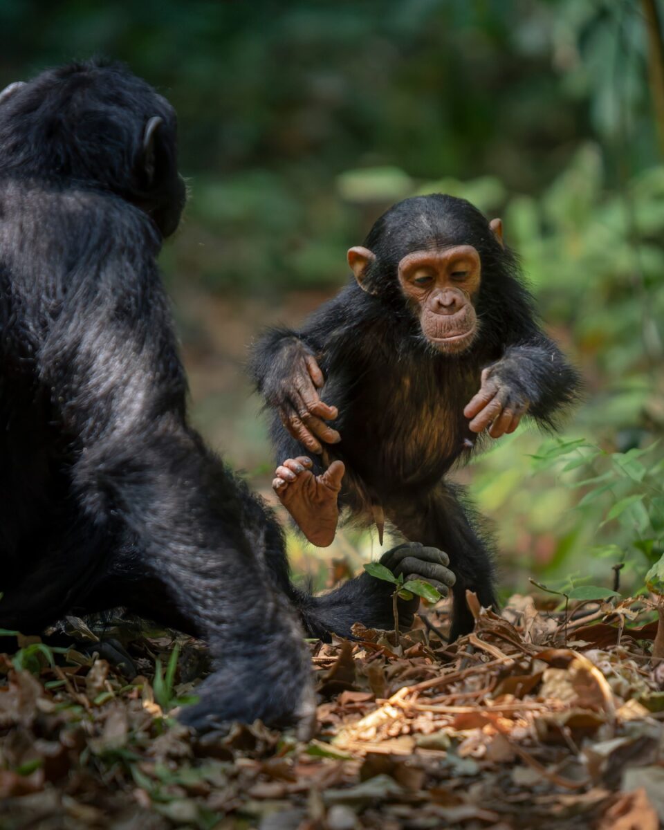 chimpanzee trekking and wildebeest migration