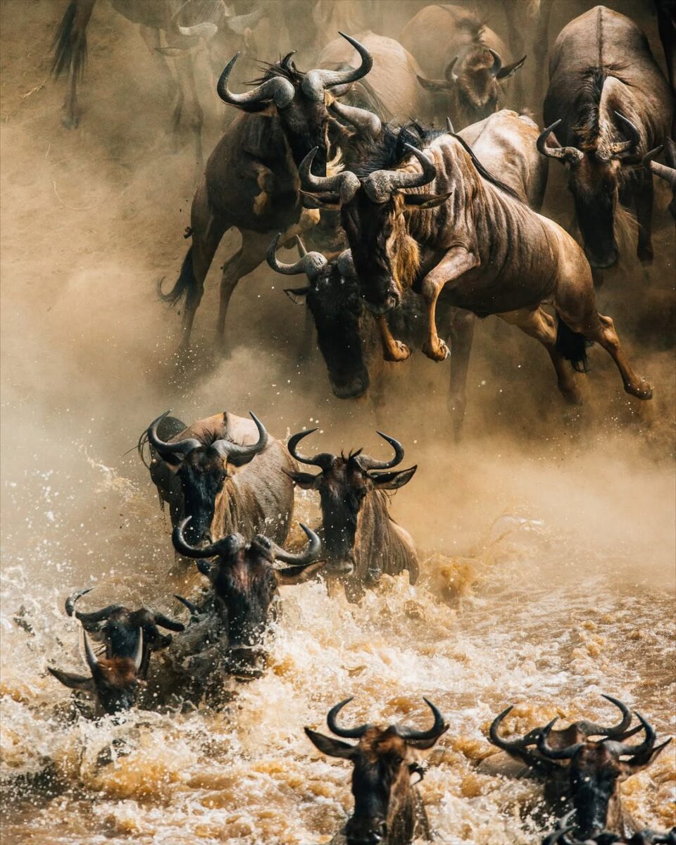 gorilla trekking and wildebeest migration