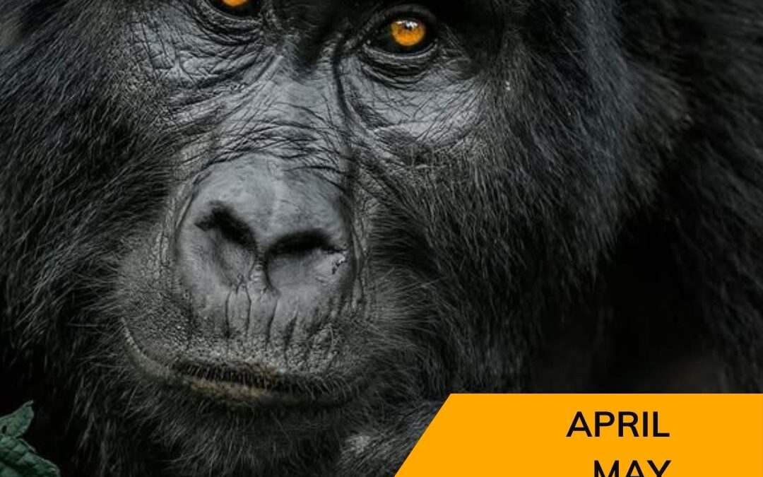 Low Season Gorilla Trekking Uganda