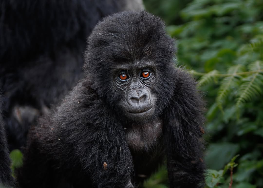 Bwindi Gorilla Trekking Via Rwanda